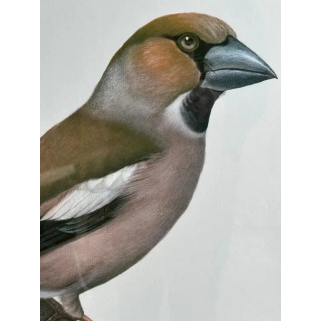 A vintage framed grosbeak bird print — a linen-backed German school teaching poster from the 1970s, from a collection of...