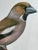 A vintage framed grosbeak bird print — a linen-backed German school teaching poster from the 1970s, from a collection of...