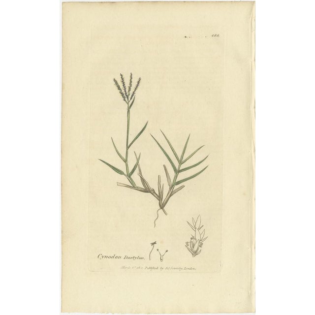 After James Sowerby, Botanical Illustrations of Grasses & Wildflowers, 1830s, Engravings, Set of 9 For Sale - Image 5 of 11