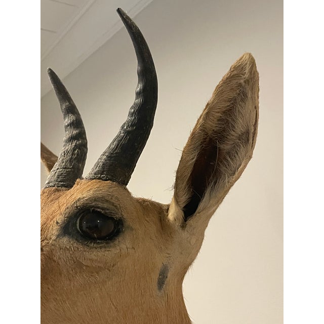 Late 20th Century Reedbuck Shoulder Mount Taxidermy Hunting Trophy For Sale - Image 10 of 12