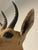 Late 20th Century Reedbuck Shoulder Mount Taxidermy Hunting Trophy For Sale - Image 10 of 12