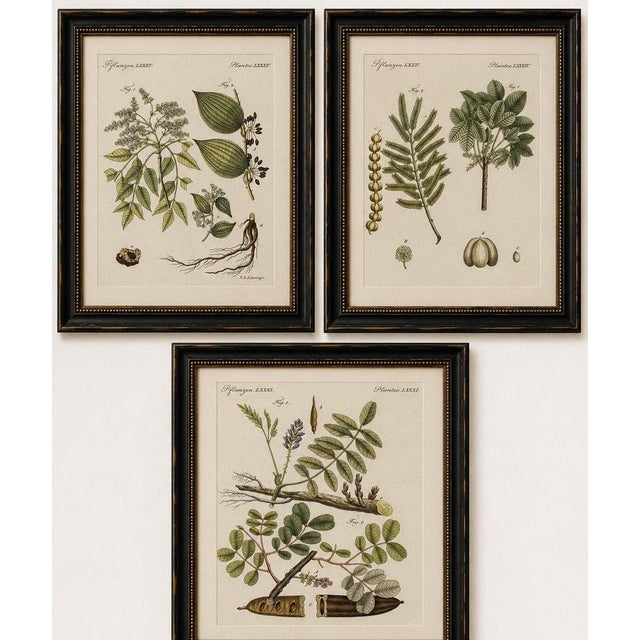 Bertuch, Manna Ash and Sarsaparilla, 1805, Engraving For Sale - Image 10 of 11