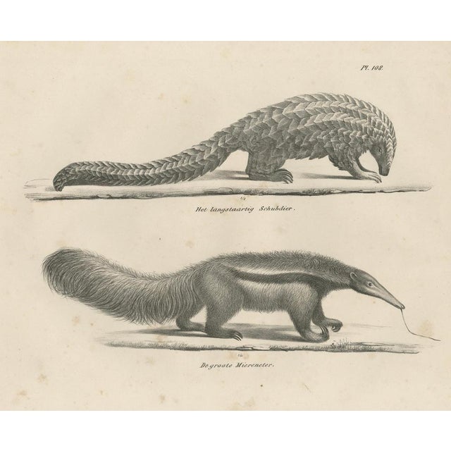 Schinz, Armadillo, Pangolin & Anteater, Lithographs, 1830, Set of 2 For Sale - Image 4 of 9