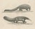Schinz, Armadillo, Pangolin & Anteater, Lithographs, 1830, Set of 2 For Sale - Image 4 of 9