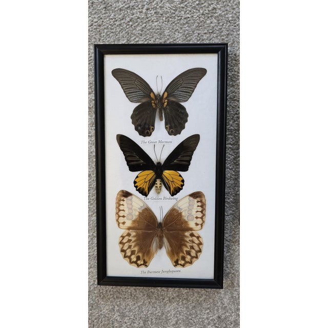 Two very good pictures of framed butterflys, to include 'The great Orange Tip', 'Burmese Jungle Queen', Golden Birdwing',...