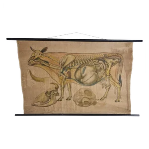 Linen Anatomical School Cow Poster, 1950s
