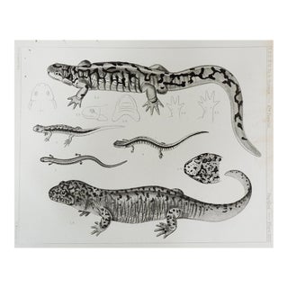 Mid 19th Century Us Pacifc Railroad Salamander Lithograph Book Plate For Sale