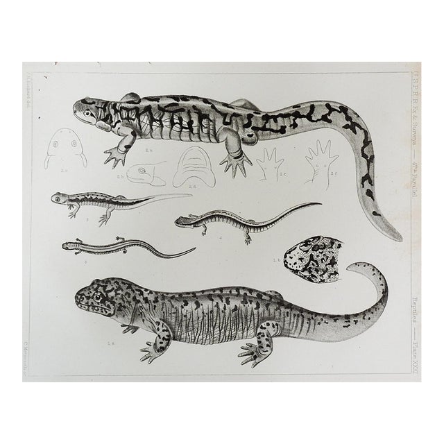 Mid 19th Century Us Pacifc Railroad Salamander Lithograph Book Plate For Sale