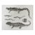 Mid 19th Century Us Pacifc Railroad Salamander Lithograph Book Plate For Sale