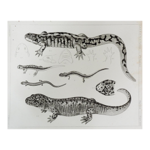 Mid 19th Century Us Pacifc Railroad Salamander Lithograph Book Plate