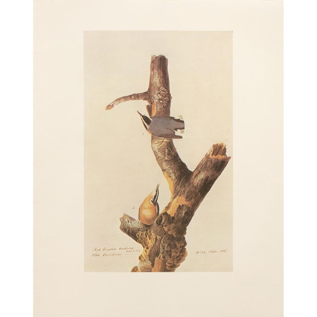 1960s 1966 Vintage Farmhouse Cottage Print "Red-Breasted Nuthatch" After John James Audubon For Sale - Image 5 of 5