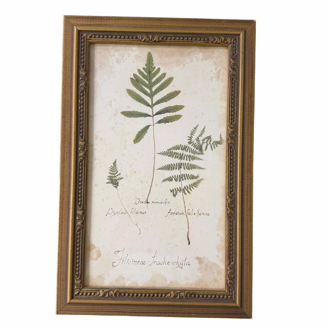 English Vintage Botanical Fern Framed Print - A Pair For Sale - Image 3 of 4
