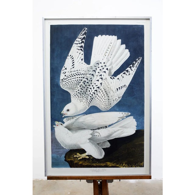 Wood Audubon Iceland or Jer Falcon Plate #366 Havell Oppenheimer Edition For Sale - Image 7 of 13