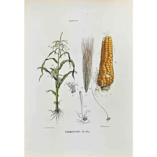 Lithograph hand watercolored. Plate from "Atlante di Botanica popolare ossia Illustrazione di Piante Notevoli di ogni...