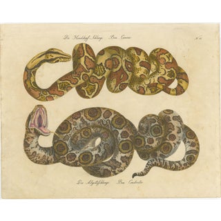Karl Joseph Brodtmann, Boa Constrictor Snake, 1816, Lithograph For Sale