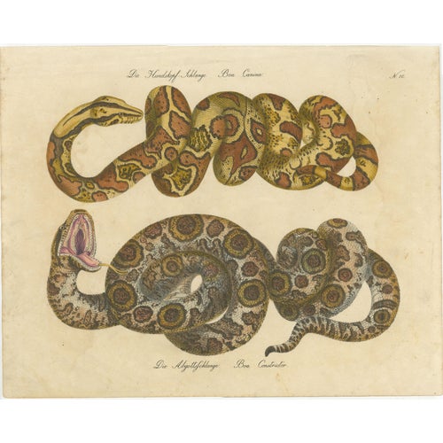 Karl Joseph Brodtmann, Boa Constrictor Snake, 1816, Lithograph For Sale