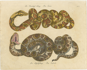 Karl Joseph Brodtmann, Boa Constrictor Snake, 1816, Lithograph