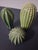 Minimalist 3 Pc. Glazed Stoneware Cacti - Set of 3 For Sale - Image 4 of 11