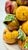 Figurative Majolica Fruit Topiary Portugal For Sale - Image 3 of 11