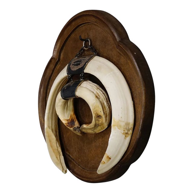 Large Vintage Wild Boar Tusk Trophy on Wooden Plaque, Germany 1970s For Sale