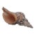 Vintage Horse Conch Shell From the Sea of Cortez – Circa 1970 For Sale