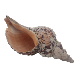 Vintage Horse Conch Shell From the Sea of Cortez – Circa 1970
