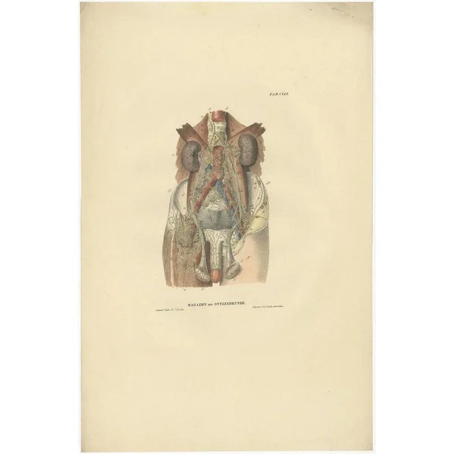Anatomy Illustrations of Vessels and the Lymphatic System, 1839, Prints, Set of 13 For Sale - Image 10 of 15