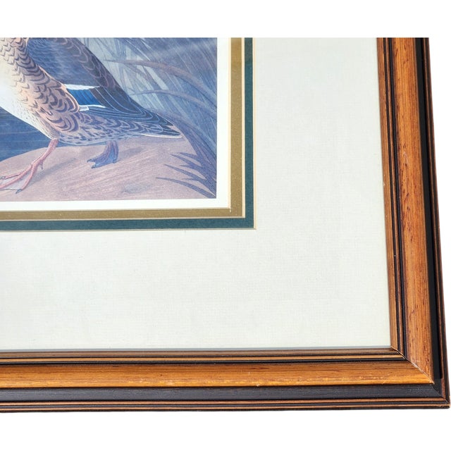 John James Audubon Framed Northern Shoveler Duck Print After Audubon, Vintage Hand-Colored Style Ornithological Wall Art For Sale - Image 4 of 5