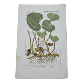 Antique French Botanical Lithograph - Lily by Henri Ernest Baillon For Sale