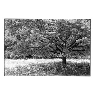 Paul Cooklin, Trees, Edition of 50 For Sale
