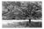 Paul Cooklin, Trees, Edition of 50 For Sale