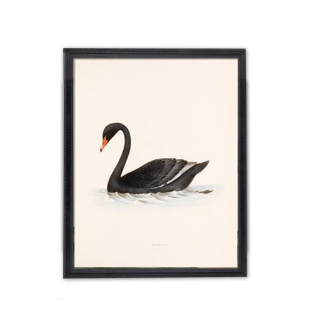 This vintage Black Swan print is elegant and classy. Restored from the original 19th Century engraving and printed on...