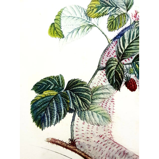 Salvador Dali - Raspberry - Original Hand-Signed Lithograph 1969 For Sale - Image 9 of 11