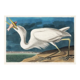 Great White Heron, Vintage Art Print Reproduction From Birds of America by John James Audubon, 24" X 16" For Sale