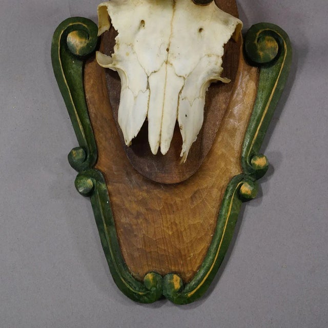 Vintage Black Forest Chamois Trophy on Carved Plaque Ca. 1950 For Sale - Image 6 of 6