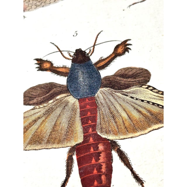 1806 Hand-Colored Entomology Engravings by J. Wilkes – Set of 2 For Sale - Image 4 of 12