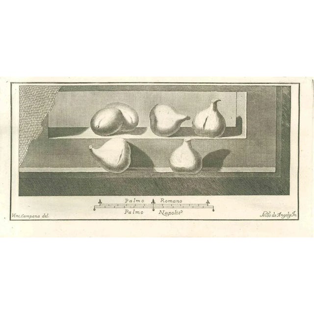 Still Life Fresco from "Antiquities of Herculaneum" is an etching on paper realized by Vincenzo Campana in the 18th...