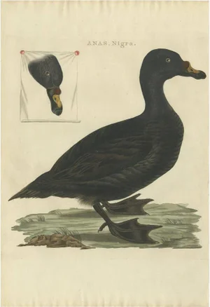 Sepp & Nozeman, Common Scoter, 1809, Paper