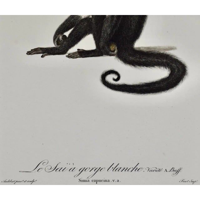 Late 18th Century White-Throated Capuchin Monkey: Framed Audebert 18th C. Hand-Colored Engraving, 1797 For Sale - Image 5 of 6