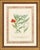 Johann Wilhelm Weinmann (German, 1683-1741), Pair of Botanical Hand-Colored Engravings, 18th century, from the Phytanthoza...