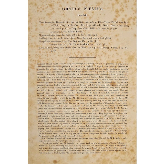 Brown Saw-Bill Hummingbirds, Nest & Eggs: 19th C. Gould Hand-Colored "Grypus Naevius", 1850 For Sale - Image 8 of 8