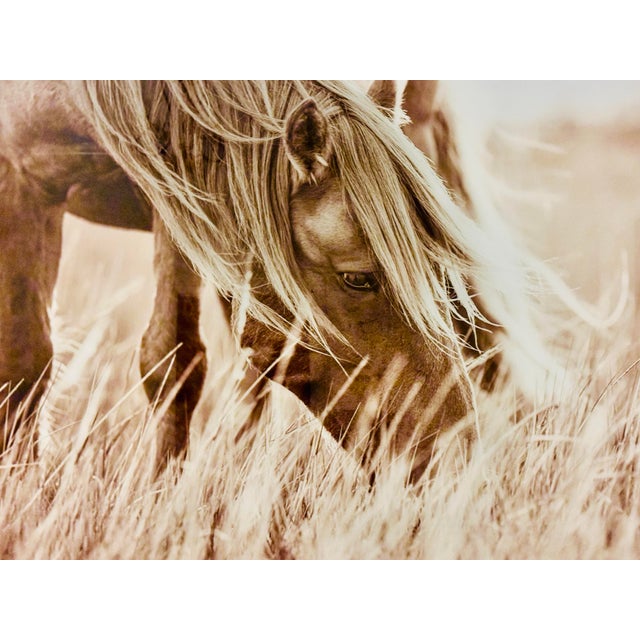 Wild Horse the Outer Banks, North Carolina Limit Edition of 5 Photographs Adhered to Plexiglass “Evening Grazer” by Award Winning Artist Lisa Cueman For Sale - Image 4 of 12