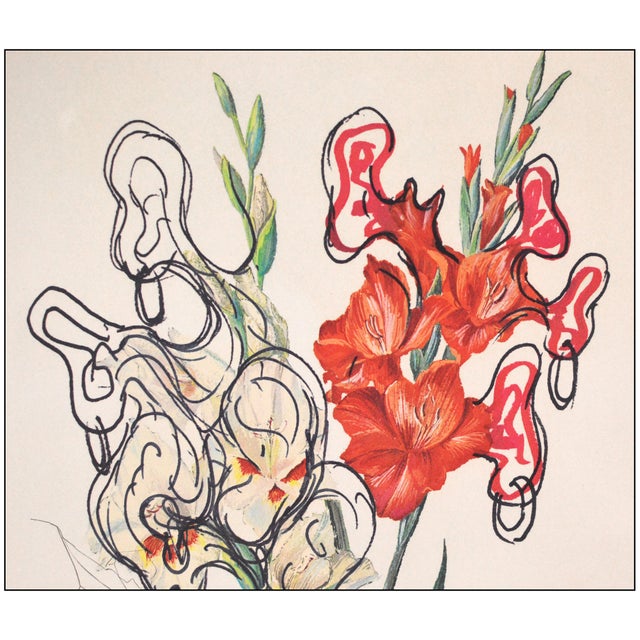 Salvador Dalí Late 20th Century Gladiolus Cum Aurium Corymbo Expectantium Surreal Red Drypoint Etching and Heliogravure Salvador Dalí For Sale - Image 4 of 7