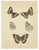 Vibrant Victorian Butterfly Lithographs: Delicate Portraits by Frederic C. Moore This remarkable pair of lithographs,...