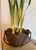 Vintage Mid-Century White Tole Narcissus Floral Arrangement Botanical Paperwhites Sculpture Circa 1950s For Sale - Image 4 of 11