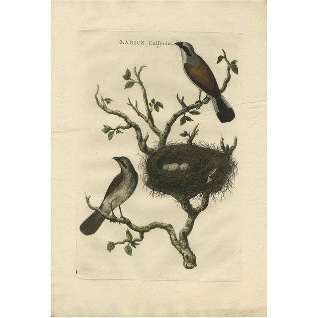 J. C. Sepp, Cornelius Nozeman & M. Houttuyn, Illustration of a Red-Backed Shrike, 1770, Print For Sale - Image 10 of 10