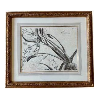 Dennis & Leen Botanical Print With Gilded Frame – DL-Art 41 For Sale