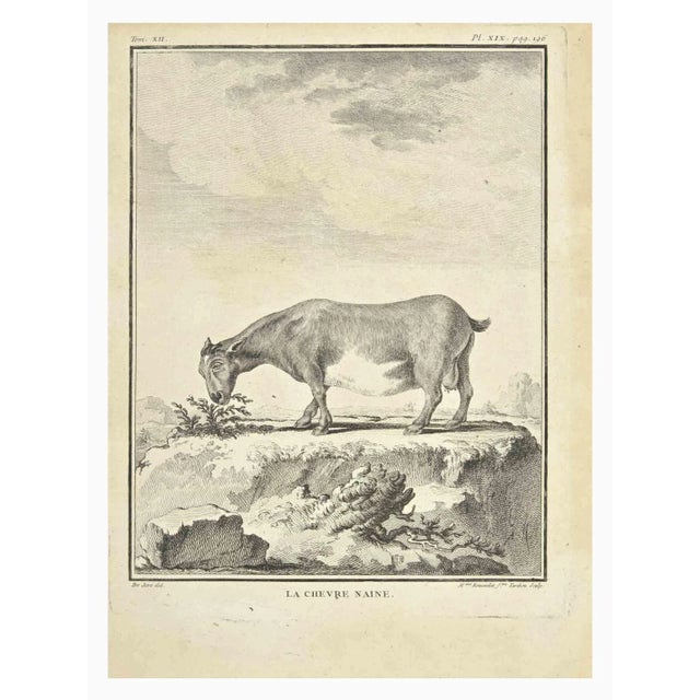 La Chevre Naine is an etching realized by Juste Madeline Rousselet in 1771. It belongs to the suite "Histoire Naturelle de...