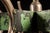 Antique Chippy Barber Shop Coat Rack in Green For Sale - Image 9 of 9