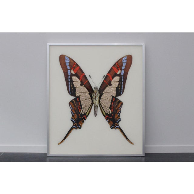 Glass Michele Astolfi, Red Butterfly, 2000s, Mixed Media, Framed For Sale - Image 7 of 7